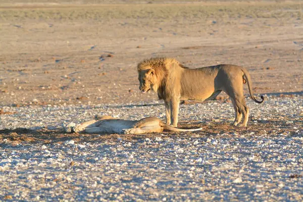 Namibya 'daki Etoşa Ulusal Parkı' nda yürüyen bir aslan ve yavrusu.