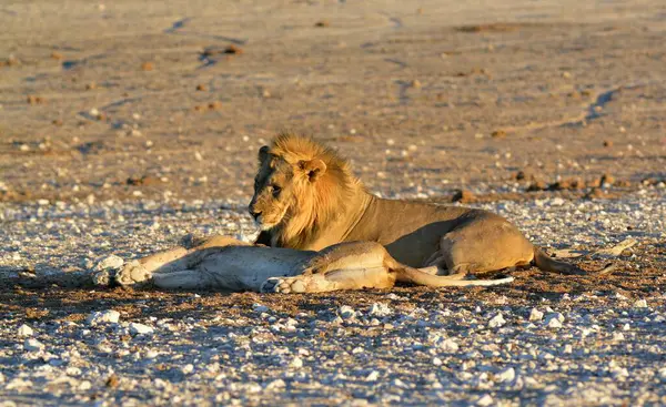 Kumda bir erkek aslan.