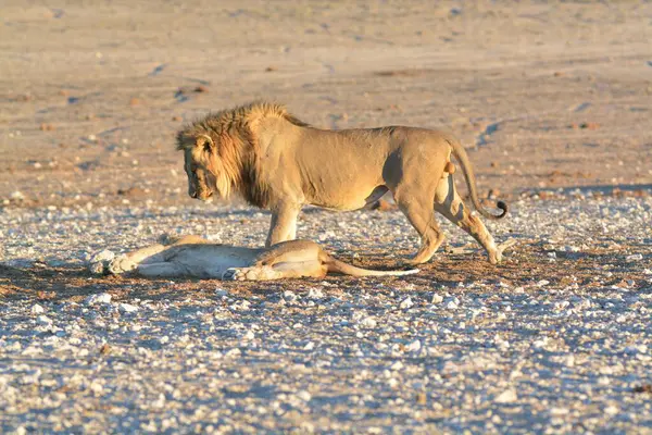Namibya bozkırında bir aslan