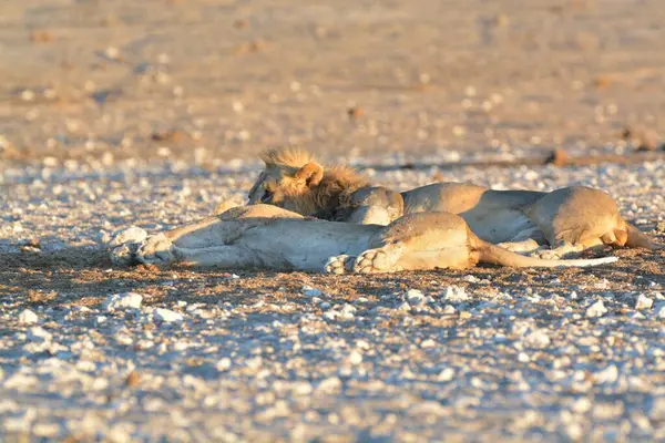 Namibya 'daki Etoşa' da aslan.
