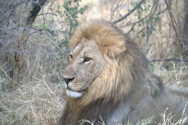 Kenya savanındaki erkek aslan.