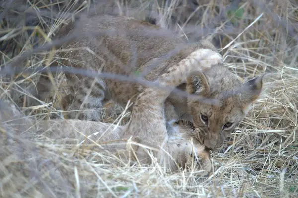Vahşi doğadaki çita