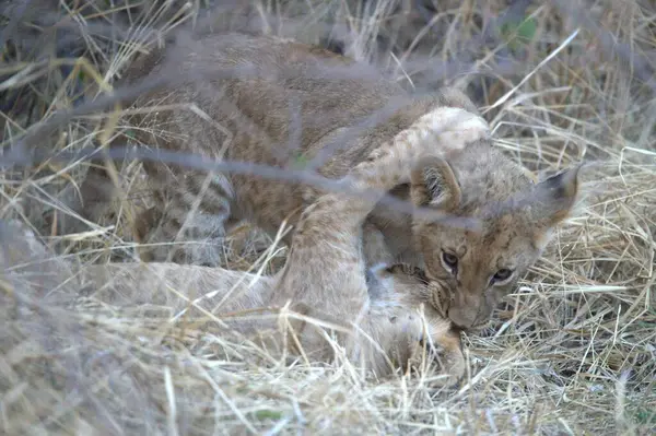 Genç bir çita çimlerin üzerinde yatıyor.
