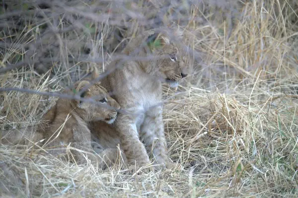 Savanadaki genç aslan