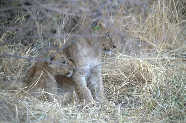 Çim döşeme aslan yavrusu.