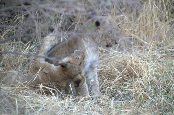 Kenya savanındaki aslan