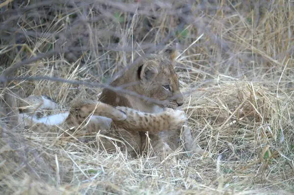 Genç vahşi aslan vahşi doğada