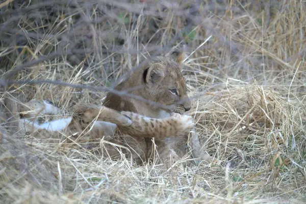 Otların arasında oynayan aslan yavrusu