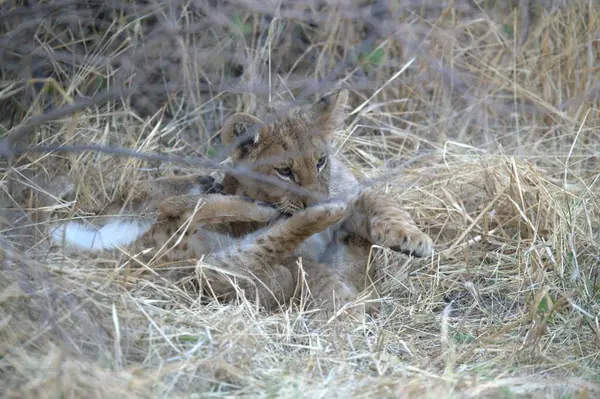 Genç vahşi aslan yavrusu çimlerin üzerinde, çimlerin üzerinde