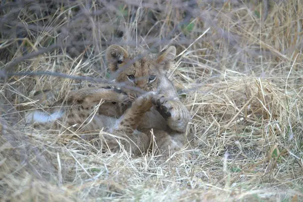 Ormandaki vahşi kedi
