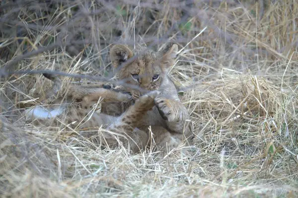 Ormandaki vahşi aslanın yavrusu.