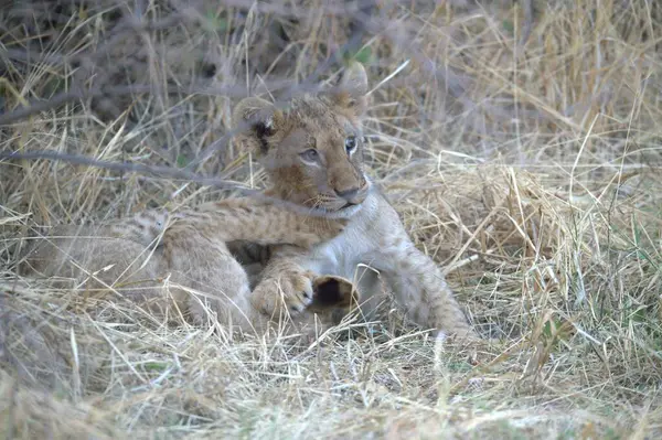 Otların arasında yatan aslan yavrusu