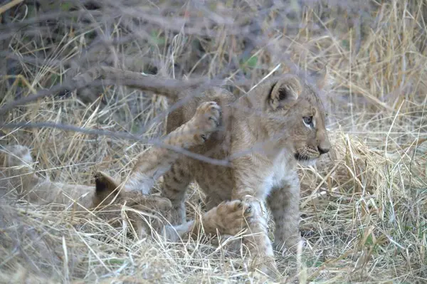 Çita yavrusu oynuyor.