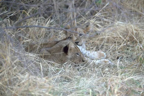 çim döşeme aslan yavrusu