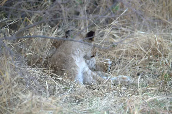 Hayvanat bahçesindeki aslanlar