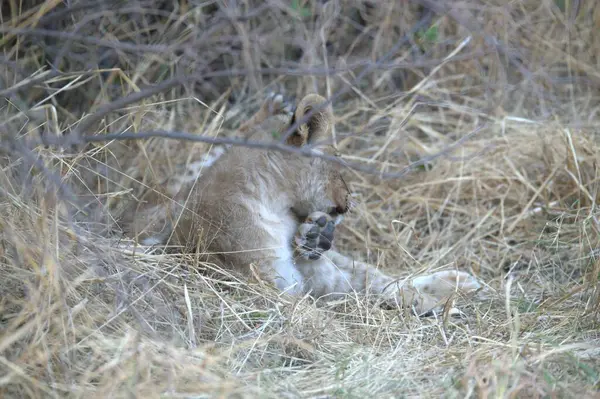 Kenya savanındaki aslan