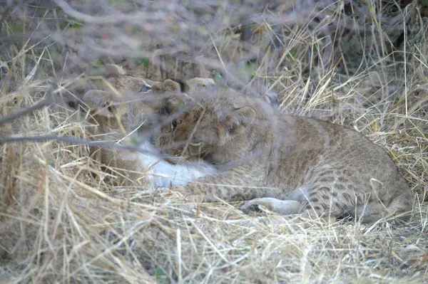 Afrika 'daki Kruger parkında çimlerde yatan aslan.