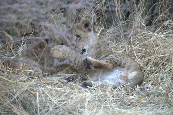 Namibya hayvanat bahçesindeki çita