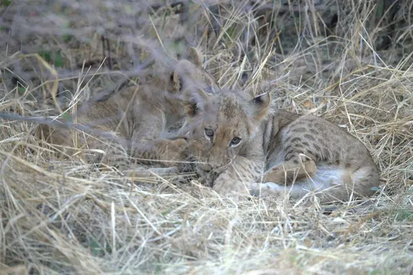 Savanada genç bir aslan