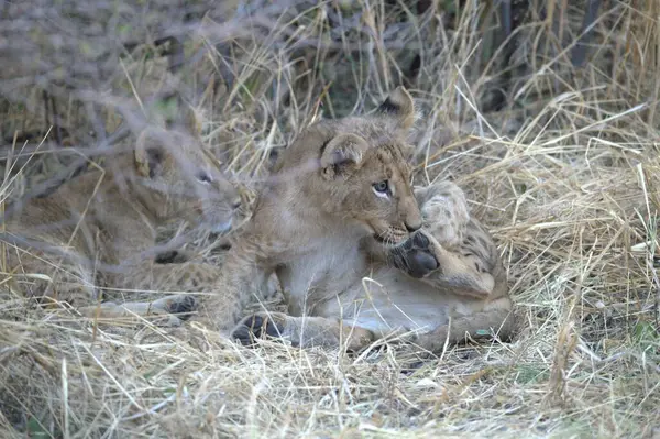 Aslanlar sabah parkta birlikte oynuyorlar.