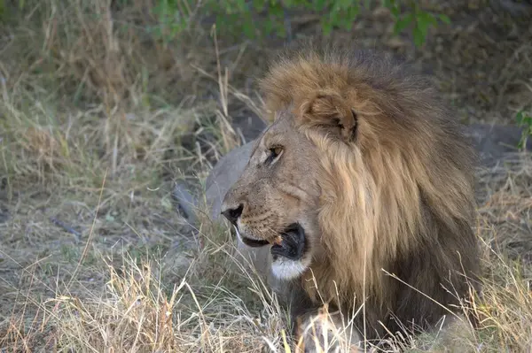 Kruger Park 'taki aslan.