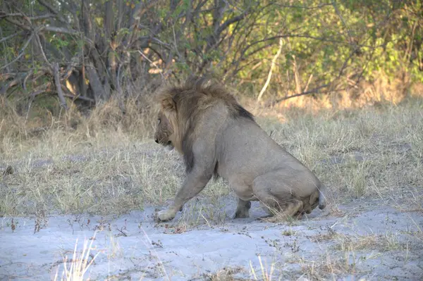 Kenya savanındaki aslan