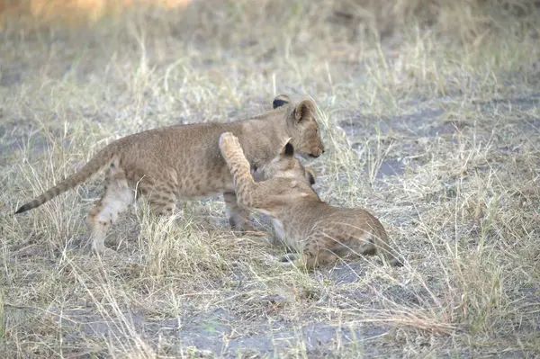 Afrika 'daki Kruger Ulusal Parkı' nda oynayan aslan yavrusu.