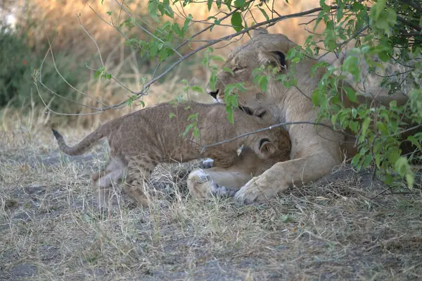 Kenya savanındaki aslan