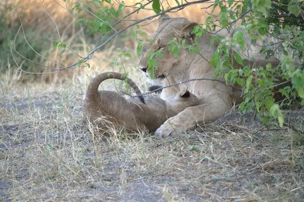 lion cub playing in the bush