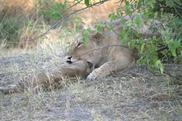 Kenya savanındaki aslan