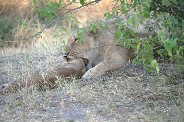 Aslan ın kruger national park, Güney Afrika