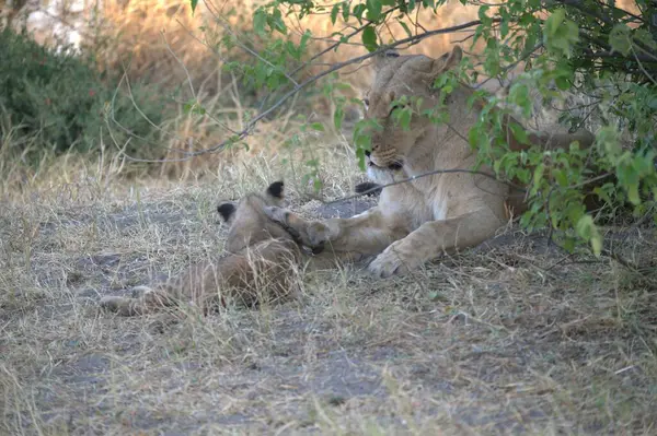 Hayvanat bahçesindeki aslan