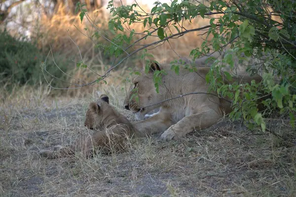 Zimbabwe savanındaki aslan.