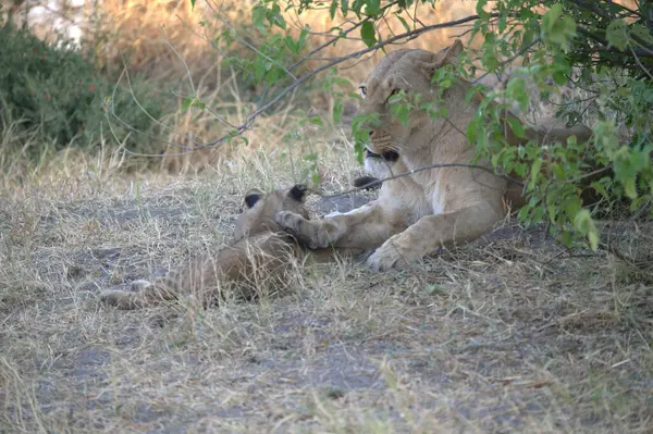 Afrika savanındaki aslanlar
