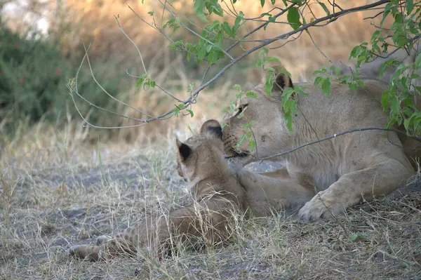 Lion (panthera leo), Güney Afrika 'daki Kruger Ulusal Parkı' nda çimlerde yatıyor..