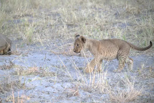 Kenya savanındaki aslan