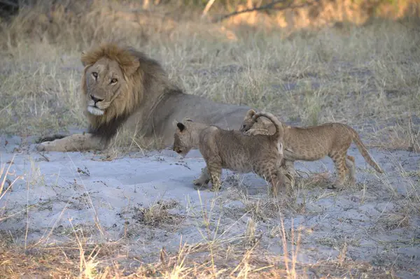 Afrika Aslanı Kruger Park, Güney Afrika 'da.