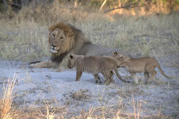 Afrika bozkırında bir aslan