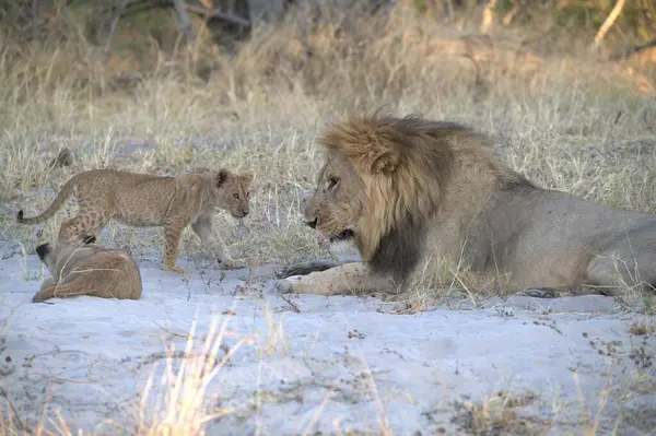 aslan yavrusu ve aslan yavrusu