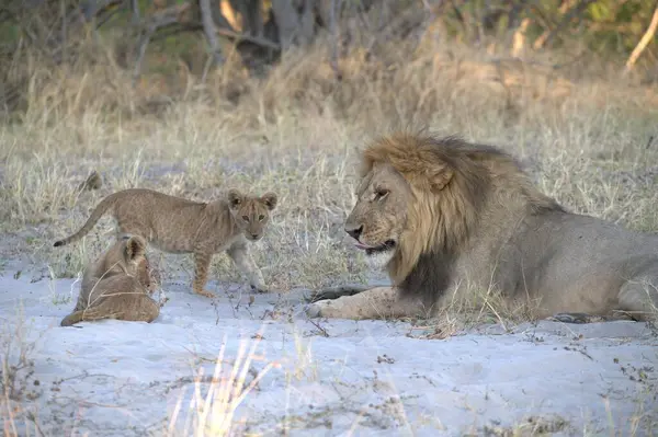 Parkta yavrusu olan genç aslan ailesi.