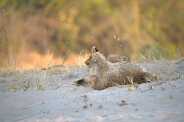 Sevimli yavru aslan annesiyle oynuyor.