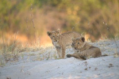 İki dişi aslan yavrusu akşam güneşinde kuru zeminde oynuyorlar..