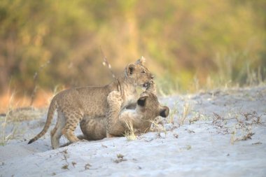 Yavru aslanla yerde oynayan yavru aslan, etosha Ulusal Parkı, Namibya