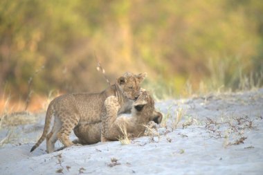 Ormandaki güzel bir aslan resmi.