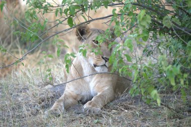 Güney Afrika 'daki Kruger Ulusal Parkı' nda dişi aslan.