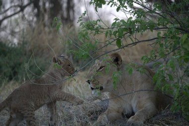 Güney Afrika 'daki Kruger Ulusal Parkı' nda aslanlar.