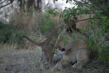 Savanadaki vahşi aslanlar