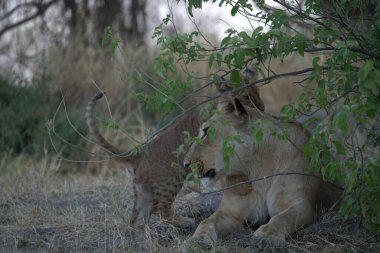 Genç aslan yavrusu Güney Afrika 'daki Kruger Ulusal Parkı' nda annesiyle oynuyor.
