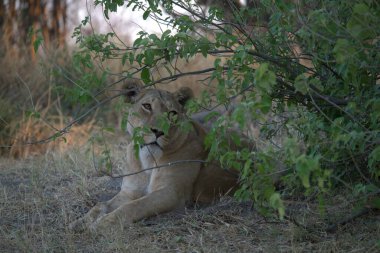 Lilion Kruger parkında.