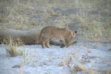Namibya bozkırında bir aslan